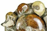 Tall, Composite Ammonite Fossil Display - Madagascar #175824-1